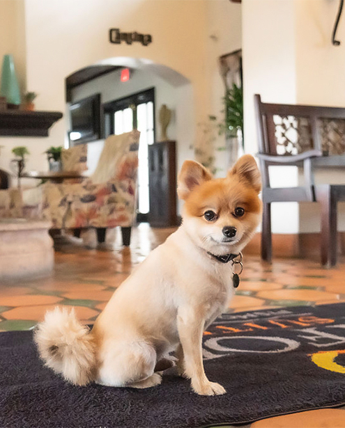 Pet-Friendly Suite at Oxford Suites Pismo Beach