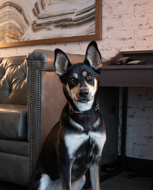 Pet-Friendly Suite at Oxford Suites Redding