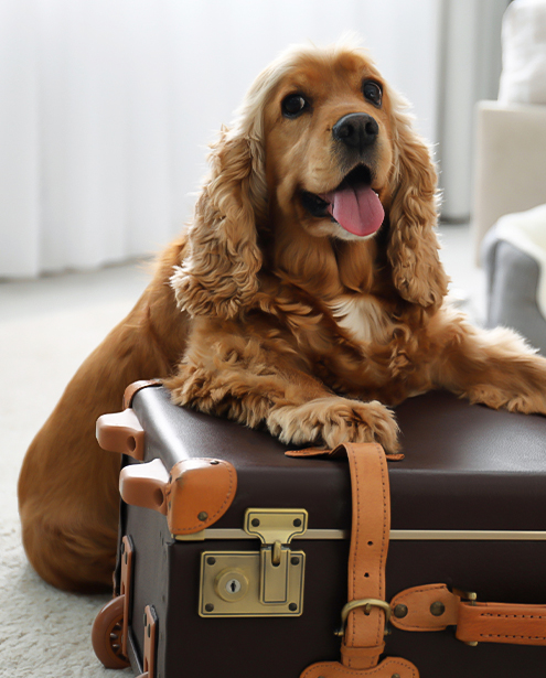 Pet-Friendly Suite at Oxford Suites Paso Robles